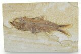 Detailed Fossil Fish (Knightia) - Wyoming #357654-1